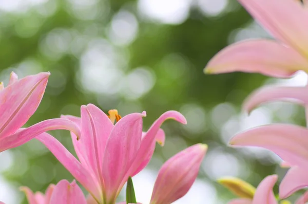 Lindas flores de lirio rosa — Foto de Stock