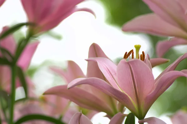 Söt rosa lily blommor — Stockfoto