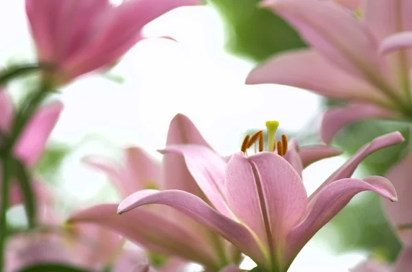 Lindas flores de lirio rosa —  Fotos de Stock