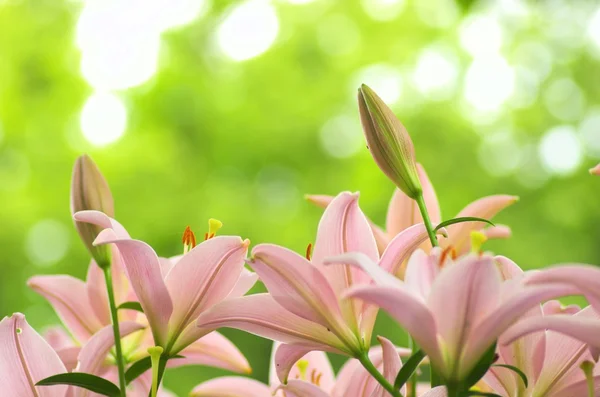 Lindo jardín de flores de lirio rosa —  Fotos de Stock