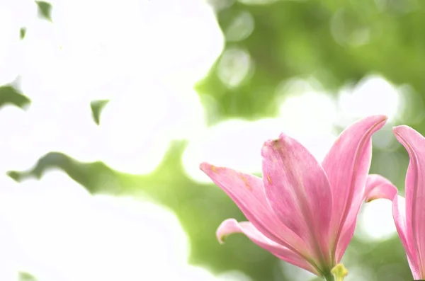 Süße rosa Lilienblüten — Stockfoto