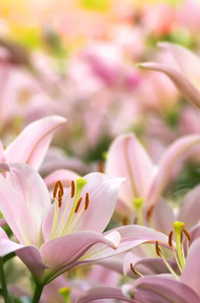 Cute pink lily flowers — Stock Photo, Image