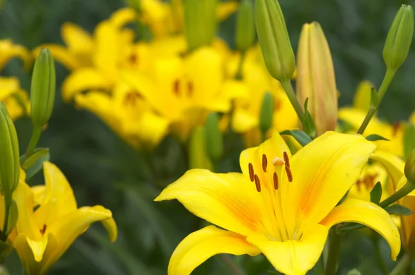 Flores de lírio amarelo vívidas — Fotografia de Stock