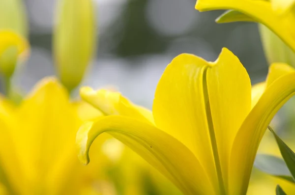 鮮やかな黄色のユリの花 — ストック写真