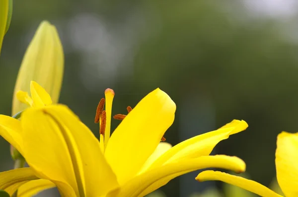 Яркие жёлтые цветы лилии — стоковое фото