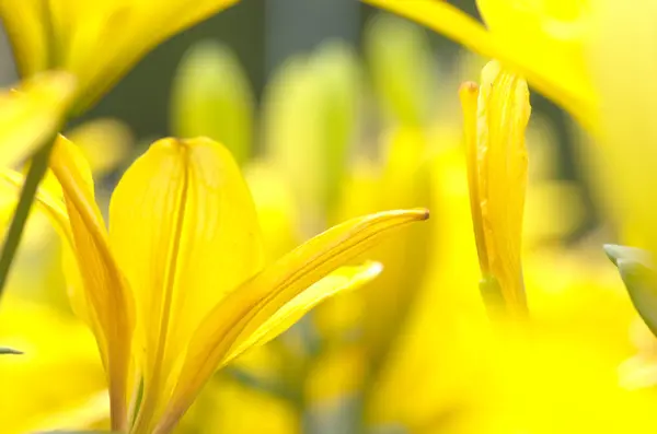 Żywe żółte kwiaty lilii — Zdjęcie stockowe