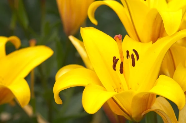 Leuchtend gelbe Lilienblüten — Stockfoto