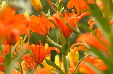 canlı turuncu lily çiçek