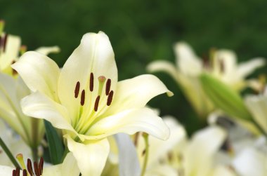 sevimli Beyaz Zambak çiçekler