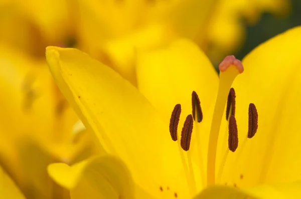 Flores de lírio amarelo vívidas — Fotografia de Stock