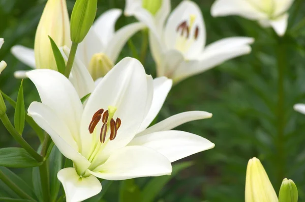 Söt vit Lilja blommor — Stockfoto