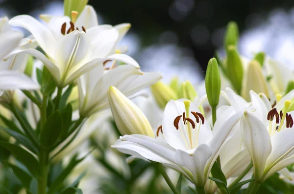 Sød hvid lilje blomster - Stock-foto