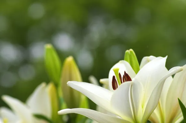 Söt vit Lilja blommor — Stockfoto