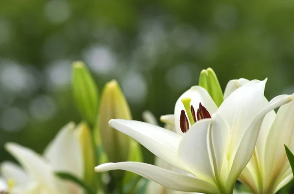 Grazioso giardino di fiori di giglio bianco — Foto Stock