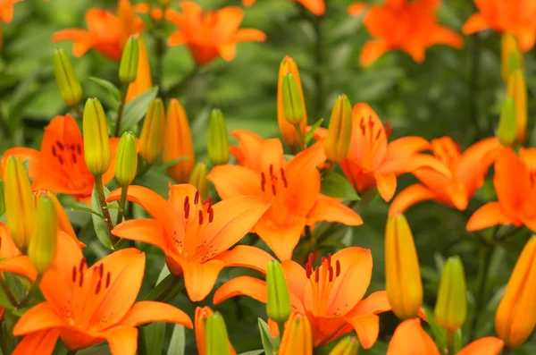 鲜艳的橙色百合鲜花 — 图库照片