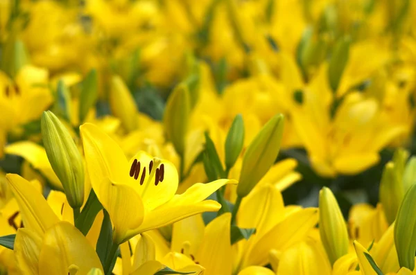 Fiori gialli vividi gigli — Foto Stock