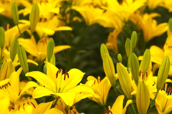 Živé žluté květy lilie — Stock fotografie