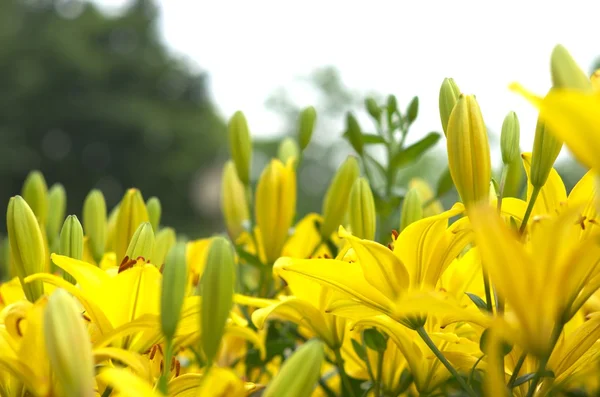 Levande gula liljeblommor — Stockfoto