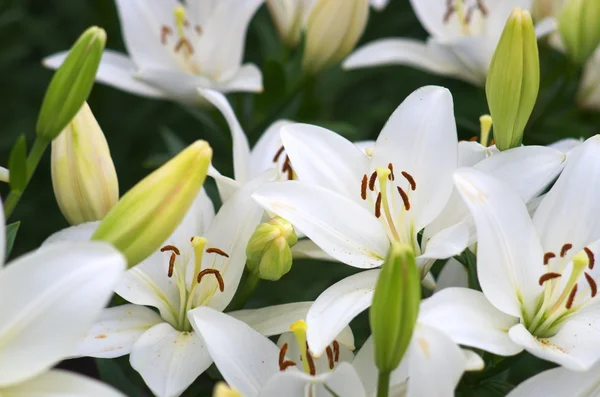 Bonito lírio branco flores — Fotografia de Stock