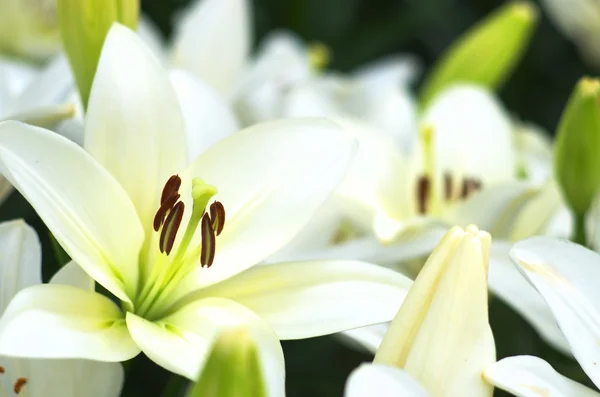 Cute white lily flowers — Stock Photo, Image