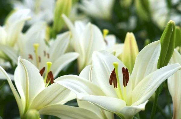 かわいい白いユリの花 — ストック写真