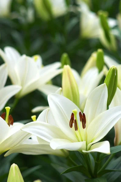 sevimli Beyaz Zambak çiçekler