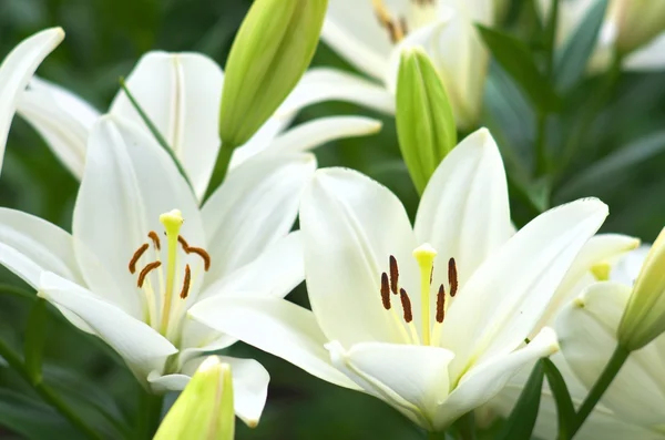 Lindas flores de lirio blanco — Foto de Stock