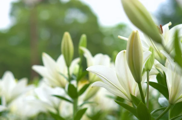 かわいい白いユリの花 — ストック写真