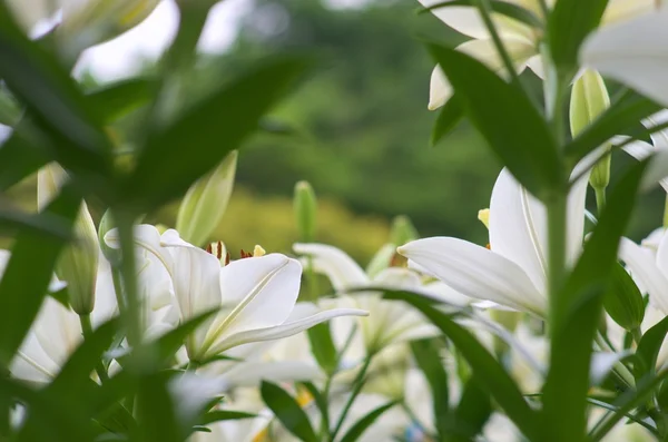 Schattig wit lily bloemen — Stockfoto