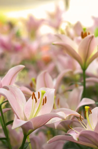 Cute pink lily flowers — Stock Photo, Image