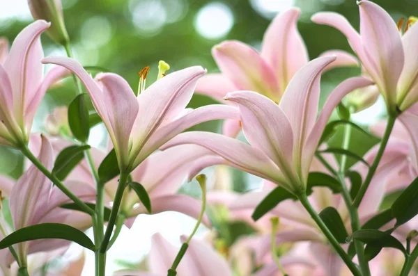 Söt rosa lily blommor — Stockfoto