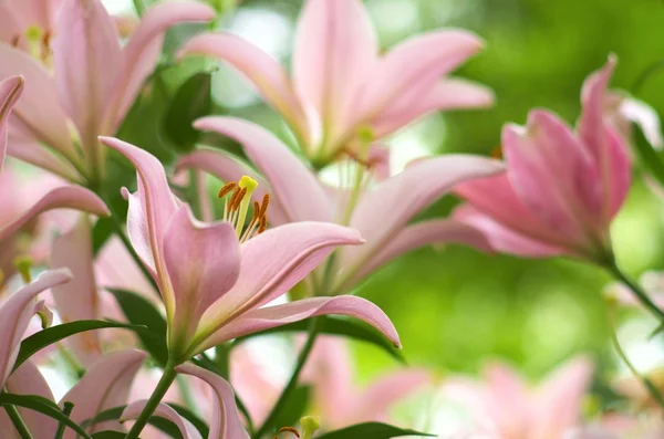 Söt rosa lily blommor — Stockfoto