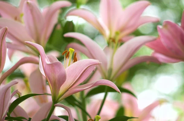 かわいいピンクのユリの花 — ストック写真