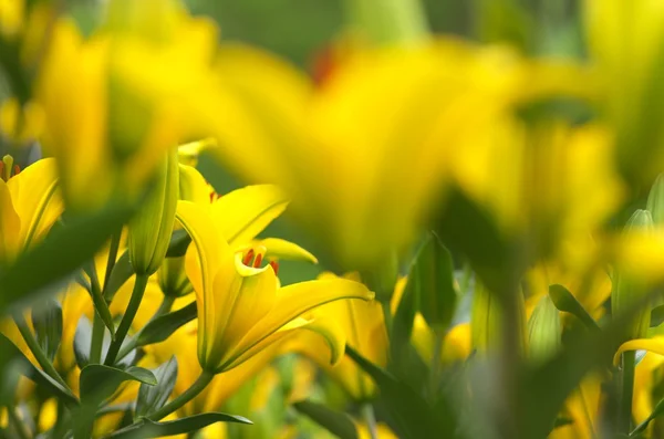 Fiori gialli vividi gigli — Foto Stock