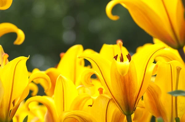 Živé žluté květy lilie — Stock fotografie