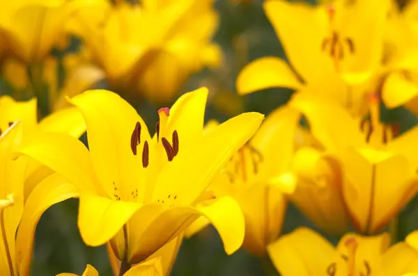 Vivid yellow lily flowers — Stock Photo, Image