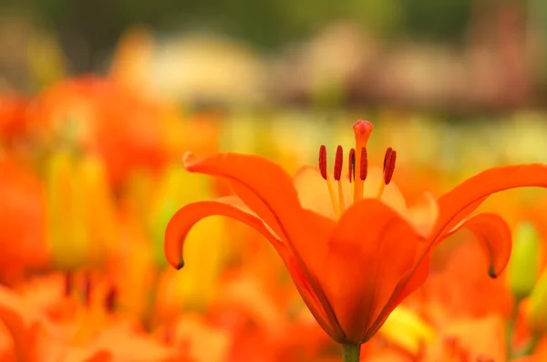 鮮やかなオレンジ色のユリの花 — ストック写真