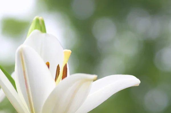 Bonito lírio branco flores — Fotografia de Stock