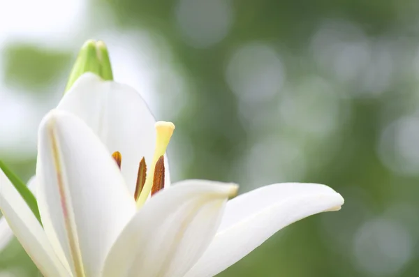 Cute white lily flowers — Stock Photo, Image