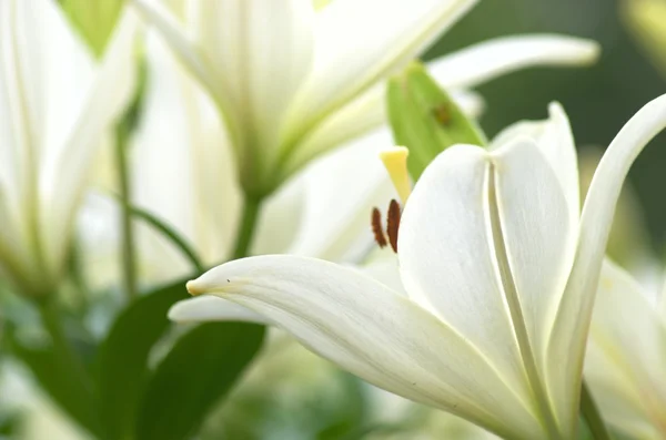 Cute white lily flowers — Stock Photo, Image