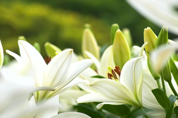 Cute white lily flowers — Stock Photo, Image