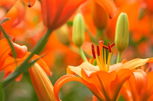 Яскраві помаранчеві квіти лілії — стокове фото