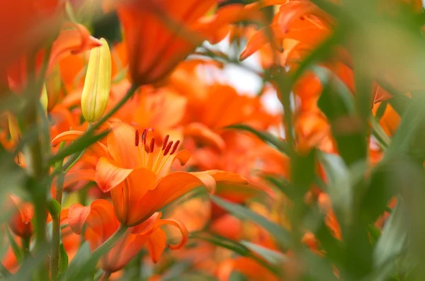 鲜艳的橙色百合鲜花 — 图库照片