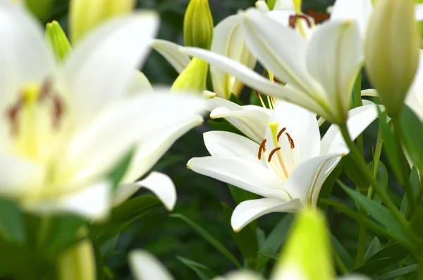 sevimli Beyaz Zambak çiçekler