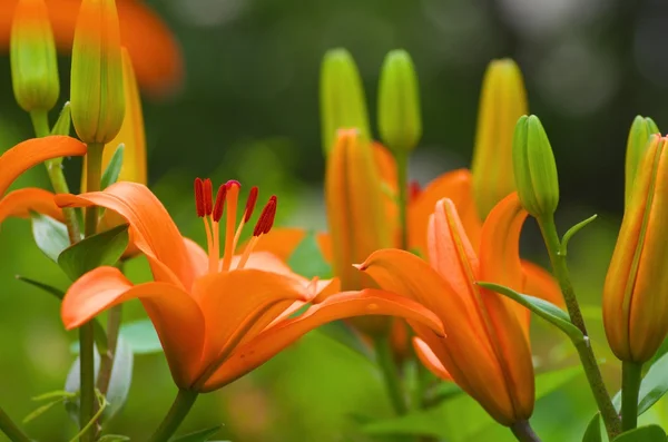 Vivid orange lily flowers — Stock Photo, Image