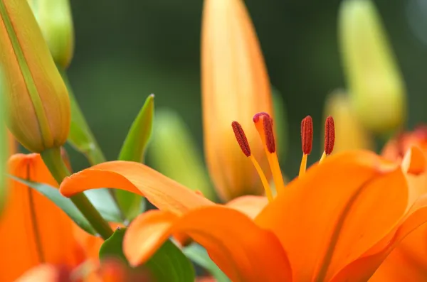 Vivid orange lily blommor — Stockfoto