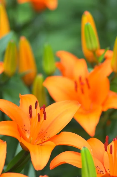 Květiny živé oranžové lilie — Stock fotografie