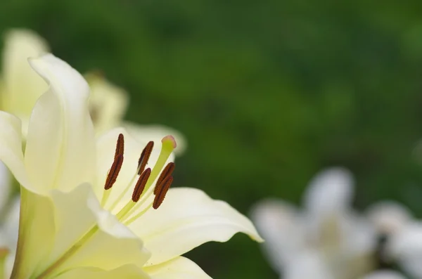 Süße weiße Lilienblüten — Stockfoto