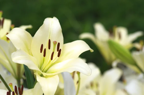 Söt vit Lilja blommor — Stockfoto