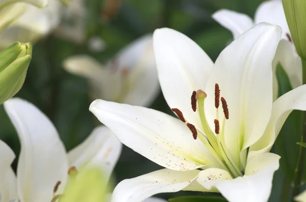 Bonito lírio branco flores — Fotografia de Stock